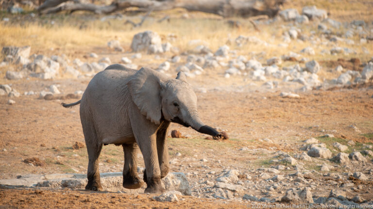 Young African bush elephant walking across pale rocks and dry ground beside the waterhole.