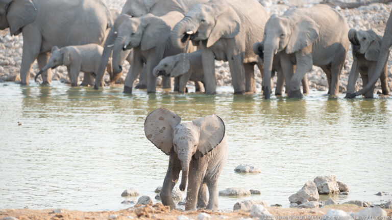 Elephant calf wading through shallow water in front of a herd of African bush elephants drinking.