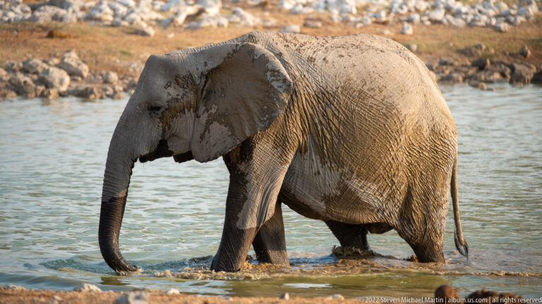 Mud-coated African bush elephant wading through shallow greenish water with its trunk lowered.
