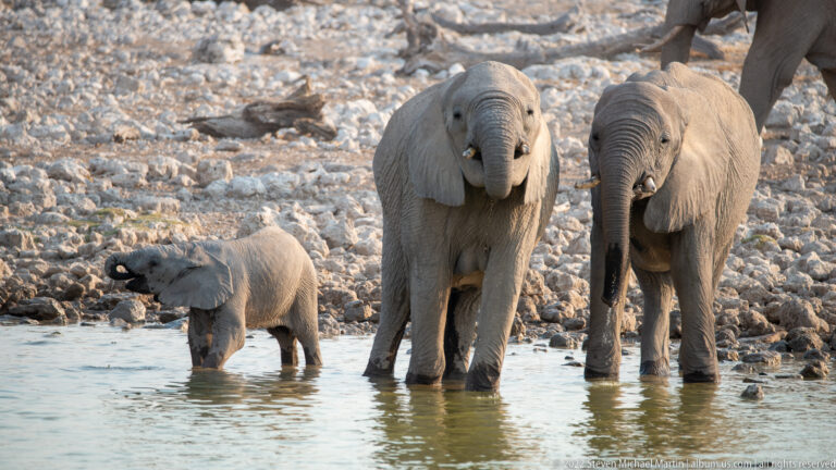 Three young African bush elephants standing in shallow water, including a smaller calf lifting its trunk.