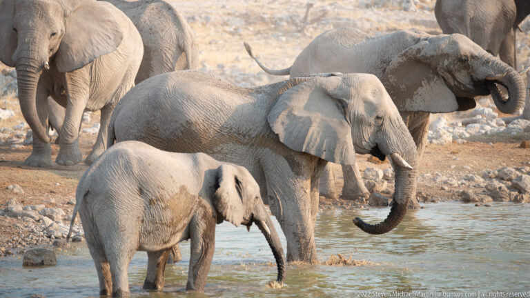 Overlapping African bush elephants at the waterhole, with one adult raising its trunk and juveniles nearby.
