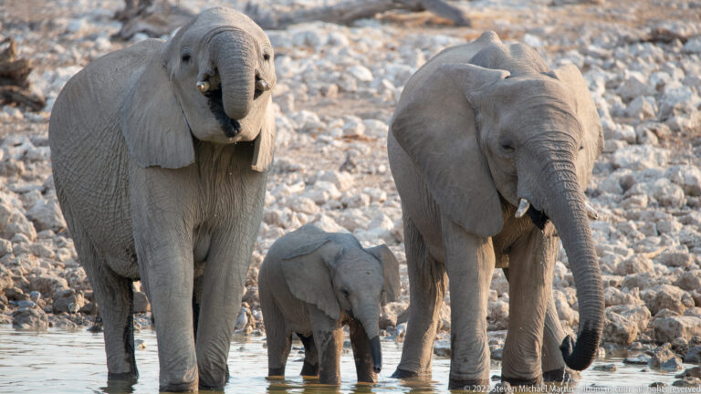 Small elephant calf standing between two adult African bush elephants at the edge of the waterhole.