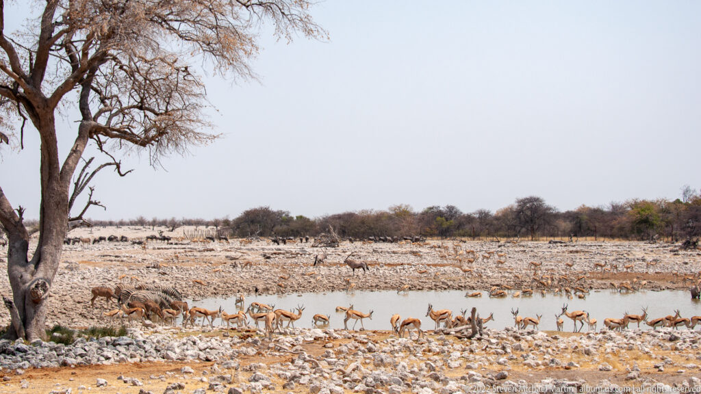 Numerous springbok line the rocky edge of a shallow waterhole, with a tree trunk at left.