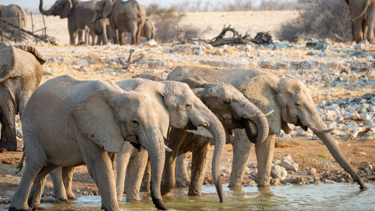 Four African bush elephants standing side by side at the waterhole with trunks lowered or curled.