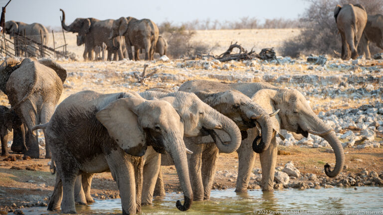 Three African bush elephants at the water’s edge with more elephants scattered across the rocky background.