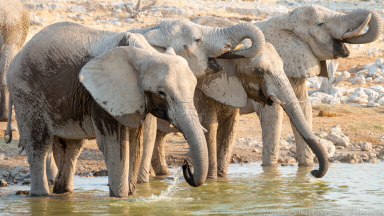 Mud-streaked African bush elephants standing in shallow water, with raised and lowered trunks.