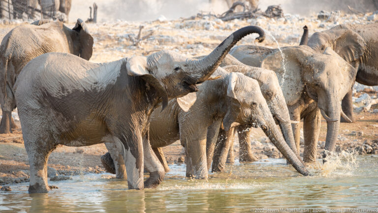 African bush elephants crowded at the waterhole as one raises its trunk and water splashes nearby.