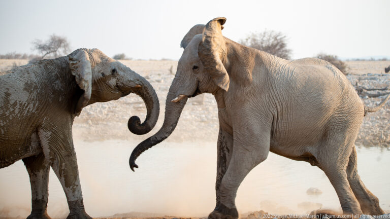 Two African bush elephants facing each other with curled trunks nearly touching beside the dusty waterhole.