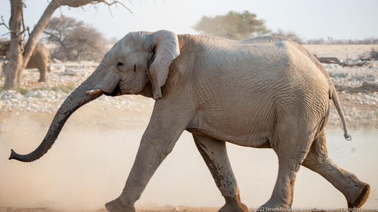 African bush elephant walking beside the waterhole with trunk extended and dust drifting behind.