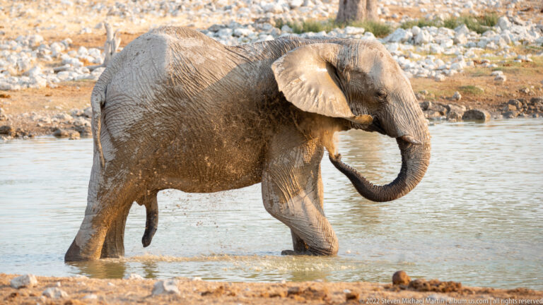 Mud-covered African bush elephant wading through shallow water with one foreleg raised and trunk curled.