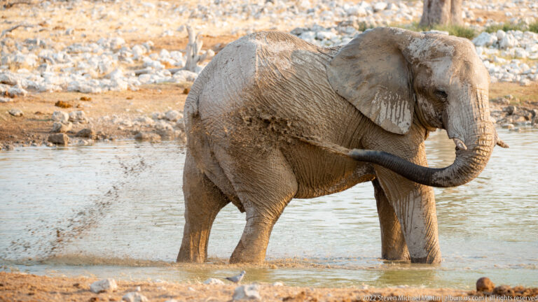 Mud-coated African bush elephant standing in shallow water with curled trunk and droplets splashing behind.