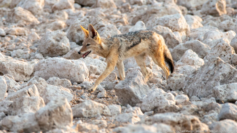 Black-backed jackal walking across pale limestone rocks with ears erect and mouth open.