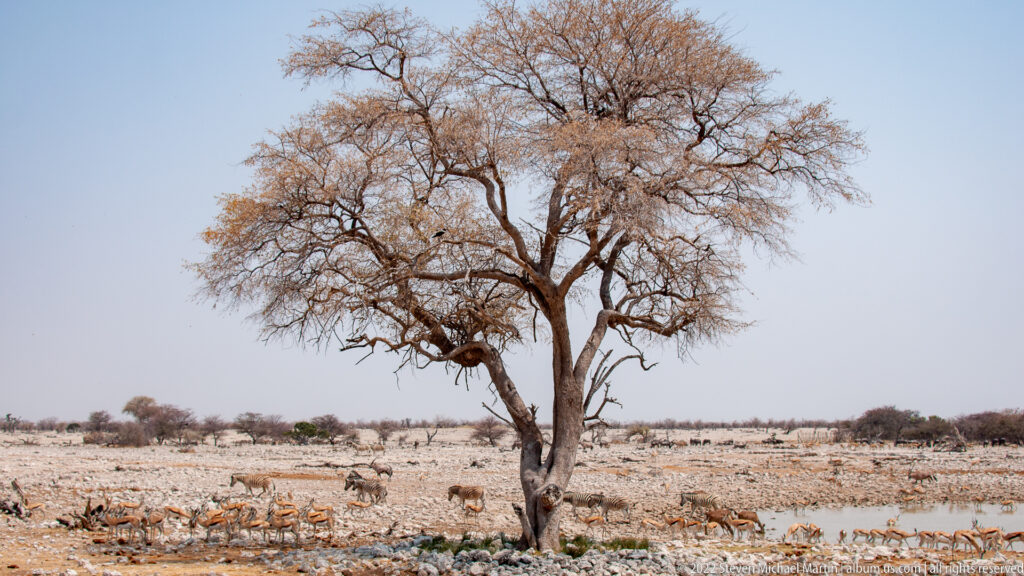 Springbok scattered across pale rocky flats around a waterhole beneath a tall leafless tree.