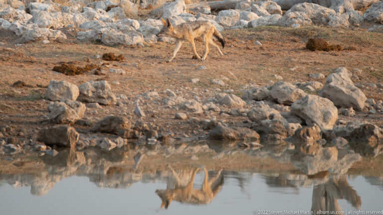 Black-backed jackal walking on the far rocky bank with its reflection visible in still water.