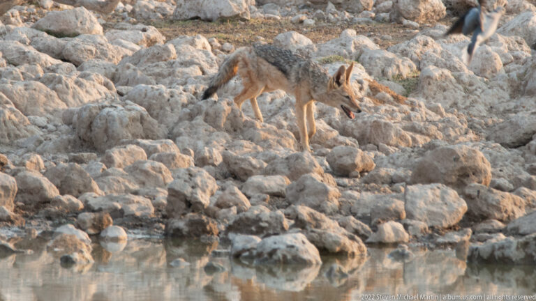 Black-backed jackal stepping down a rocky bank toward the waterhole with head lowered.