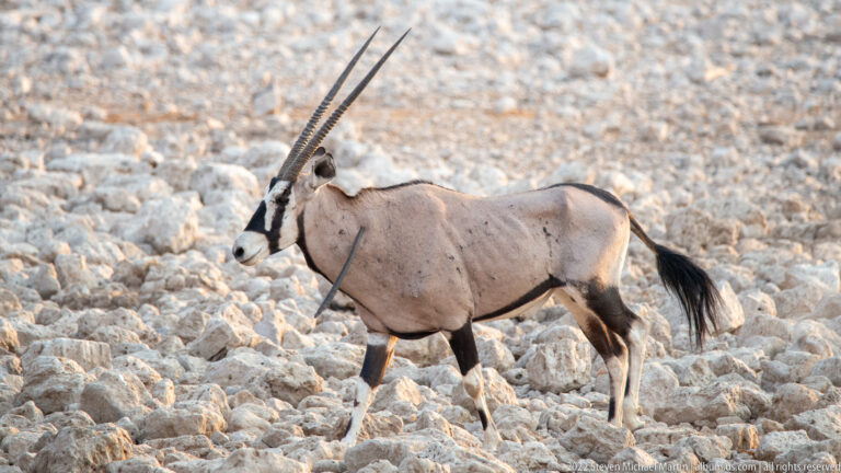 Gemsbok walking in profile across pale rocks, showing long straight horns and black-and-white facial markings.