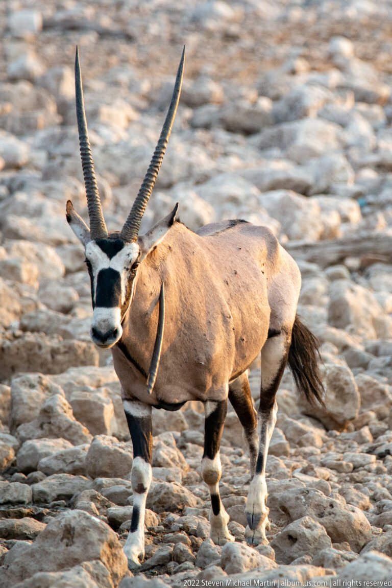 Gemsbok walking toward the camera across rocky ground, with long horns and bold black-and-white face markings.