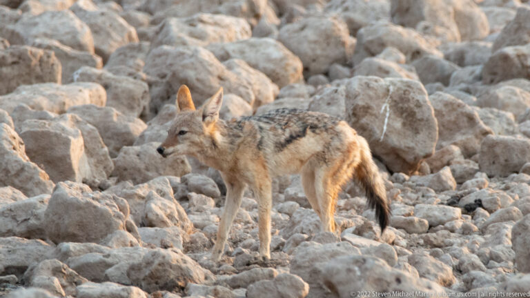 Alert black-backed jackal standing among pale limestone rocks with its head turned to the side.