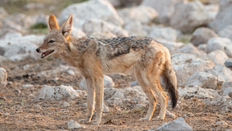 Etosha Okaukuejo Waterhole – Afternoon