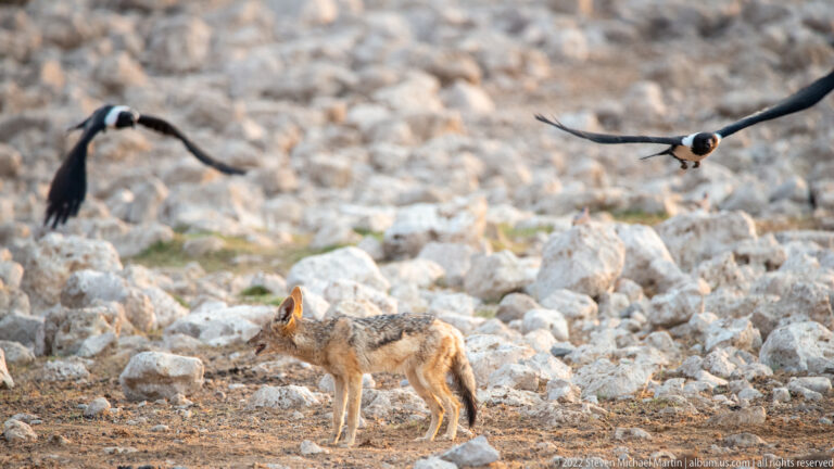 Black-backed jackal standing on rocky ground while two dark long-tailed birds fly overhead.