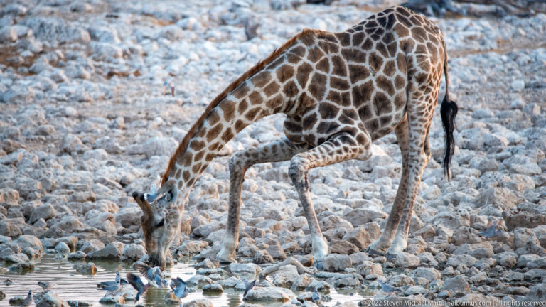 Giraffe drinking with forelegs spread wide and neck lowered to the water as small birds gather nearby.