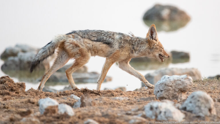 Black-backed jackal walking along the waterhole edge in side profile against bright water and scattered rocks.