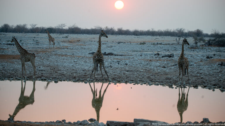 Giraffes standing beyond the Okaukuejo waterhole at sunset, their long reflections mirrored in still water.