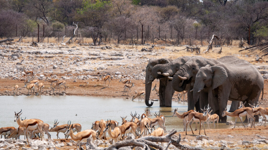 Three African bush elephants stand in shallow water amid many springbok gathered along the waterhole edge.