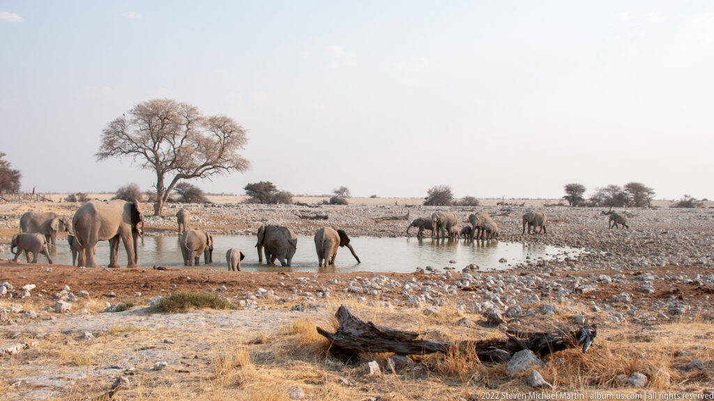 Broad view of many African bush elephants around a shallow waterhole with a lone tree beyond.