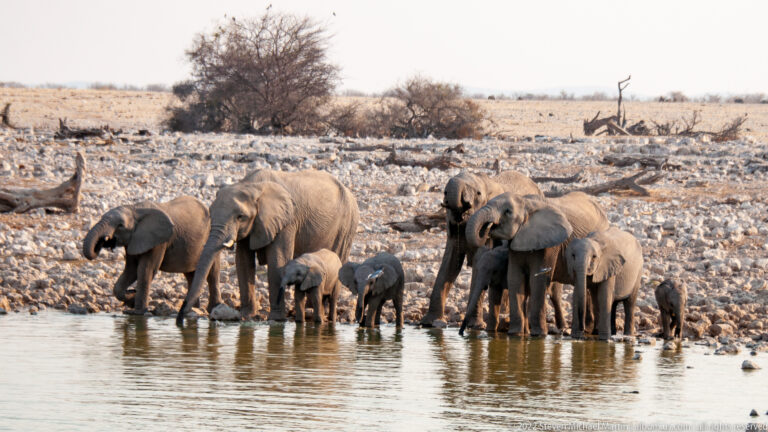 African bush elephant adults and calves clustered tightly at the waterline, several drinking with lowered trunks.