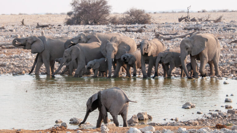 One African bush elephant drinks in the foreground while a large herd with calves crowds the opposite shore.
