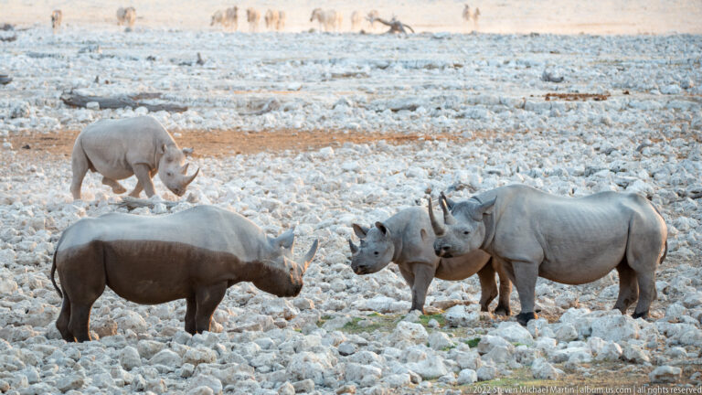 Four black rhinoceroses grouped on pale rocky ground, with distant animals across the open Etosha landscape.