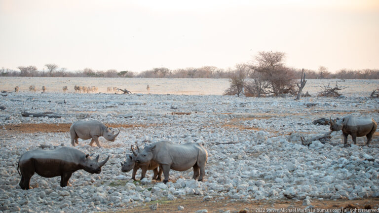 Several black rhinoceroses spread across the rocky Okaukuejo waterhole landscape with distant wildlife and trees.