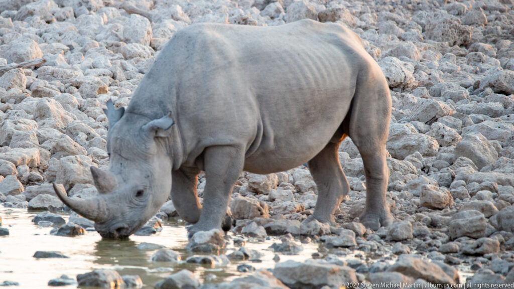 Black rhinoceros drinking from shallow water, its muzzle touching the surface between scattered rocks.