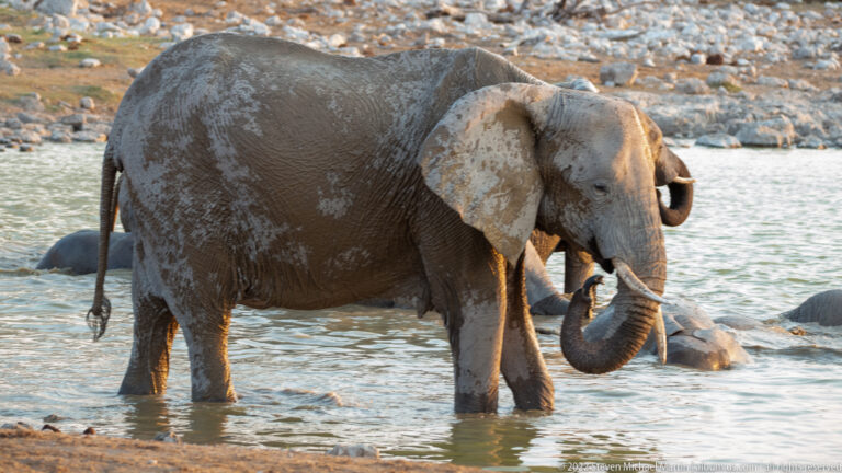 Mud-covered African savanna elephant standing in shallow water with its trunk curled upward.