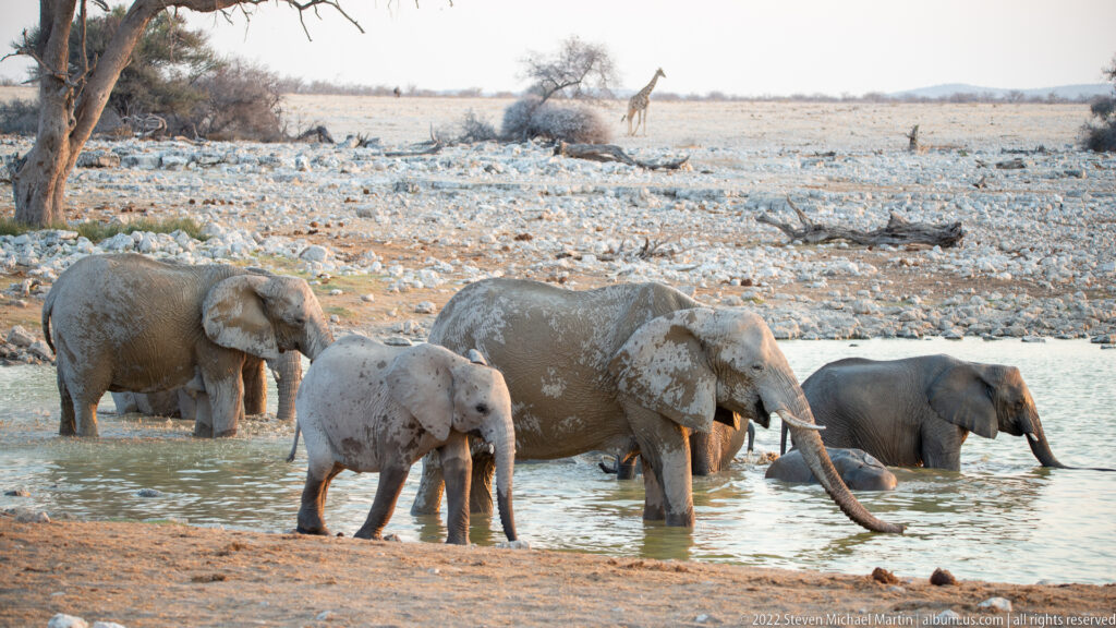 Herd of African savanna elephants, including young animals, bathing in shallow water with a distant giraffe.