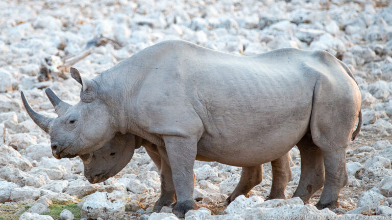 Two overlapping black rhinoceroses in profile on pale limestone rubble at Okaukuejo.