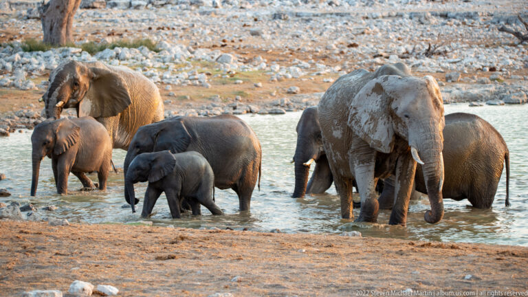 Adult and young African savanna elephants clustered in shallow water, several coated with mud.