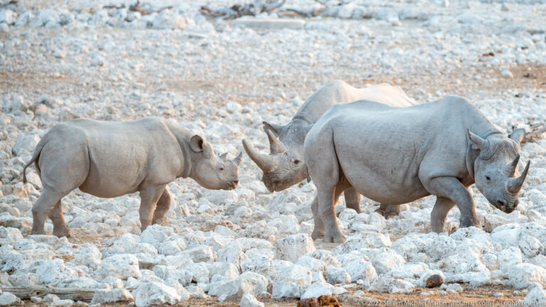 Three black rhinoceroses walking close together across white rocks beside Okaukuejo Waterhole.