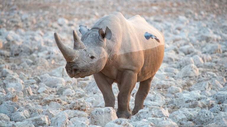 Black rhinoceros facing slightly toward the camera in warm light, with a small bird perched on its back.