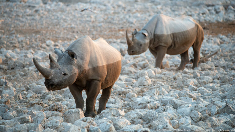 Two black rhinoceroses walking toward the camera across pale rocks in bands of evening light.