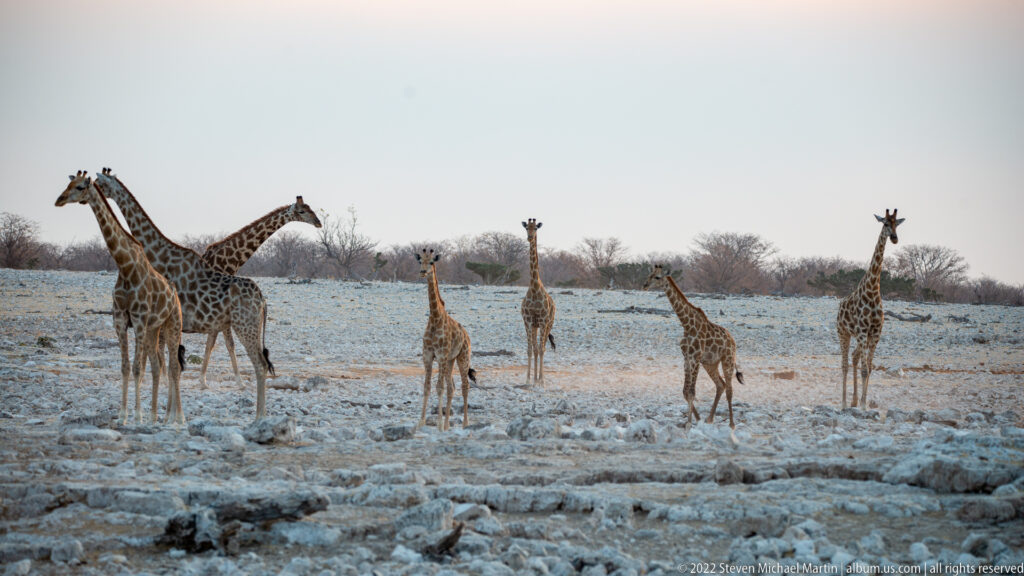 Group of giraffes of different sizes spread across the pale open plain near Okaukuejo Waterhole.