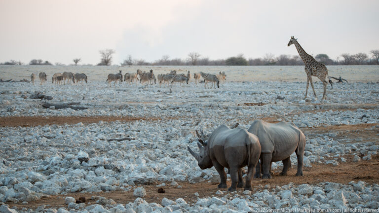 Two black rhinoceroses in front of a giraffe and scattered ungulates on the rocky Etosha plain.