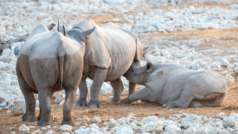 Three black rhinoceroses close together, one lying on the ground while two stand beside it.