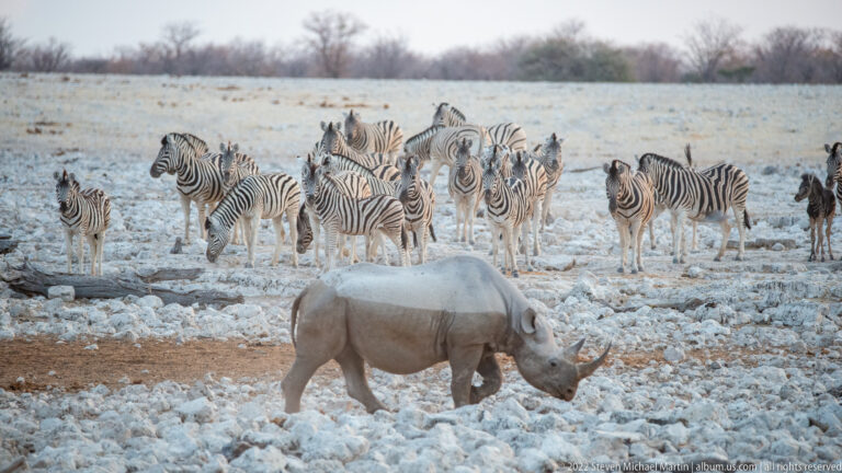 Black rhinoceros walking in front of a clustered herd of plains zebras on pale rocky ground.
