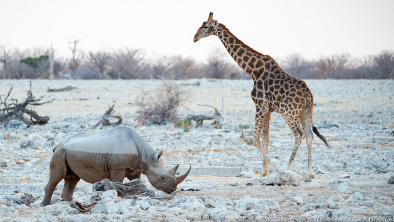 Black rhinoceros with head lowered in front of a tall giraffe on the pale Etosha plain.