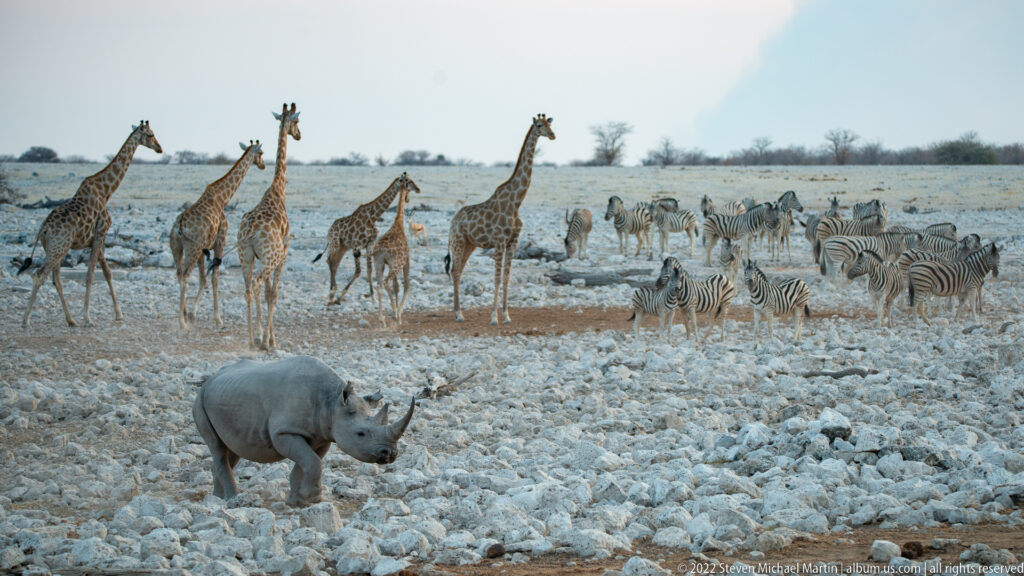 Black rhinoceros in foreground with five giraffes and a herd of plains zebras behind.