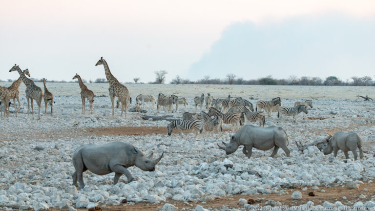 Three black rhinoceroses with giraffes and plains zebras dispersed across the rocky Okaukuejo landscape.