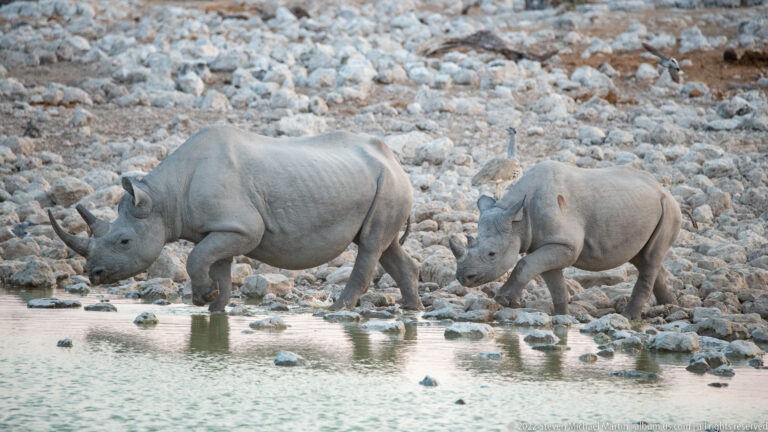 Etosha Okaukuejo Waterhole – Evening