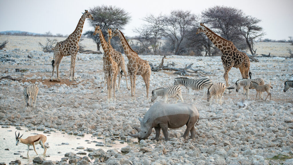Drinking black rhinoceros with giraffes, plains zebras, and a springbok gathered behind on pale rocks.